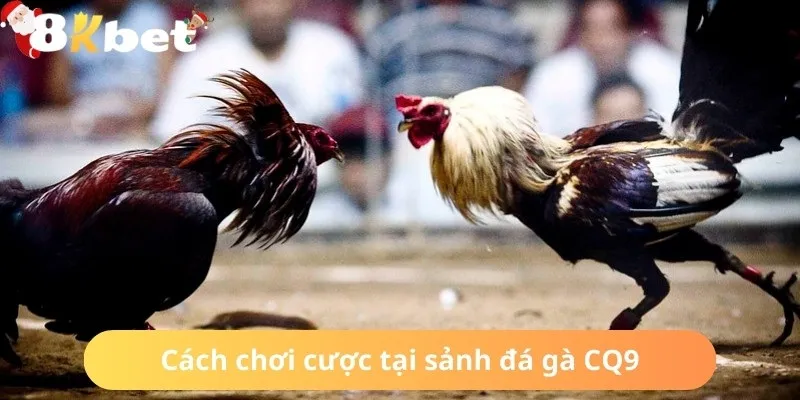 Khám phá cách tham gia giải trí tại sảnh đá gà CQ9