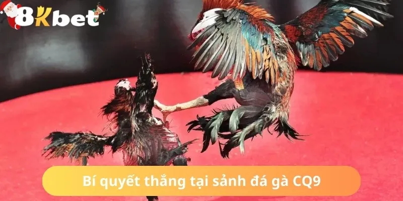 Kinh nghiệm làm chủ trận cược chọi kê tại sảnh CQ9